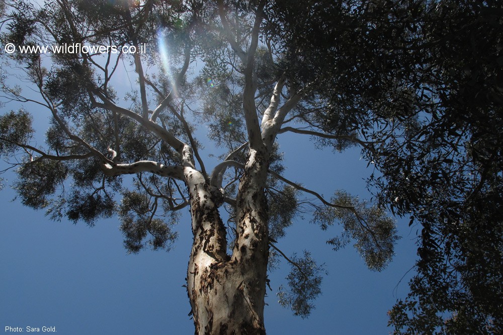 Eucalyptus wandoo